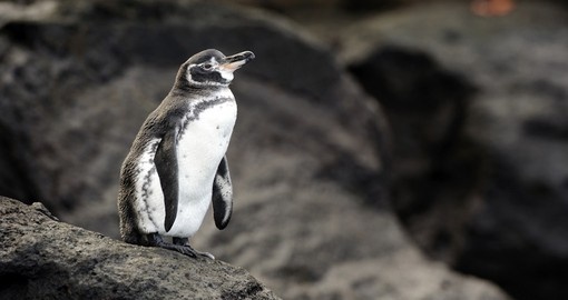 See adorable Galapagos penguins during your next trip to Ecuador.