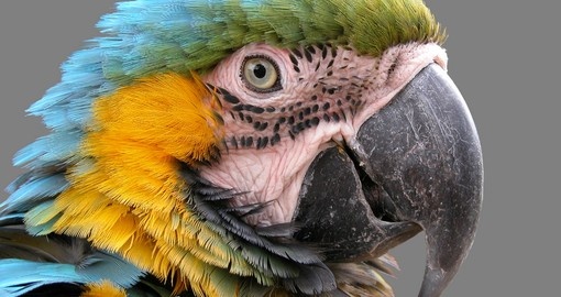 One of Belize City iconic birds, the Macaw, and a highlight on all Belize vacations