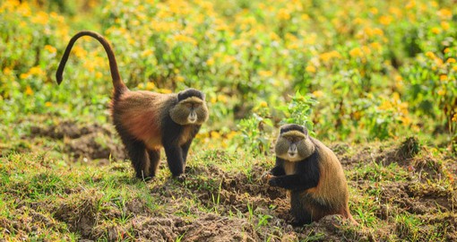 The critically endangered Golden Monkey inhabits the Virunga Mountains of Rwanda