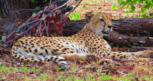See Cheetah and other big cats on your Zimbabwe Safari