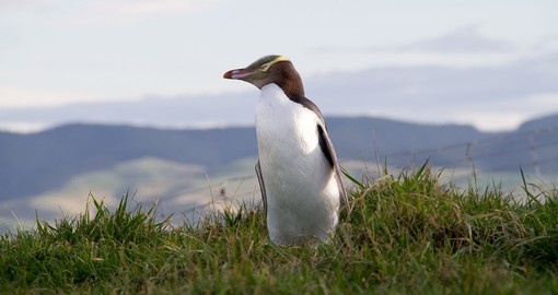 Penguins in New Zealand