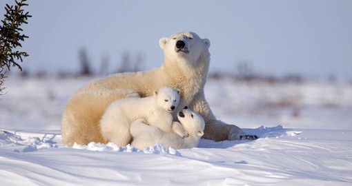 Polar bear family in Wapusk National Park