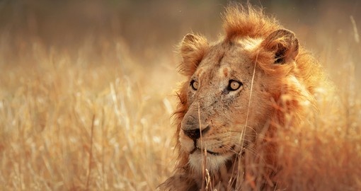 Watch male Lion hunt and experience day in wilderness during your next South Africa safari.