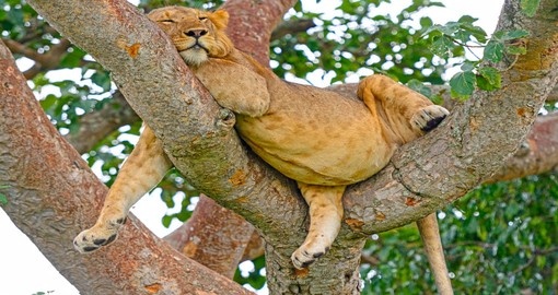 The Ishasha District is famous for its tree-climbing Lions