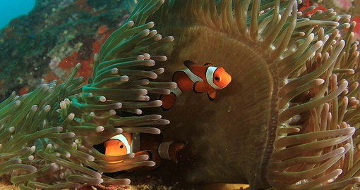 Clownfish in Ningaloo Reef