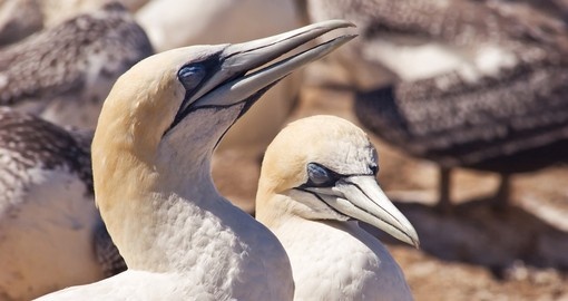 Gannets basking in the sun at Cape Kidnappers gannet colony is a great photo opportunity on your New Zealand vacation