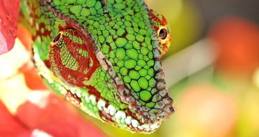 Chameleon head close up