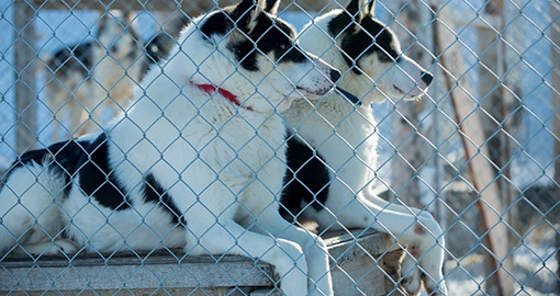 Artic sled dogs in their kennel