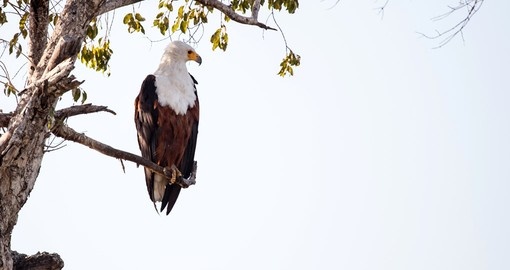 Its more than likely that you will spot a African Fish Eagle on your Botswana safari.
