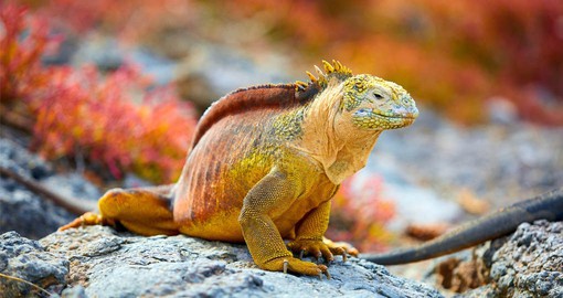 Land Iguanas live in the drier areas of the islands and in the mornings are found sprawled beneath the hot equatorial sun
