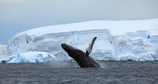 See pods of majestic humpback whales on your Antarctic Vacation