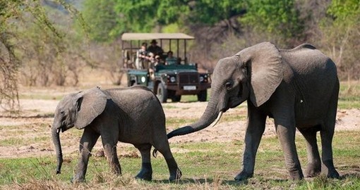 Your Zambia Safari begins in South Luangwa National Park
