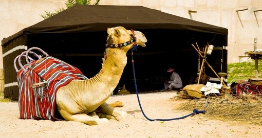 A camel in the old dubai