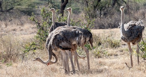Ostriches, Samburu Park