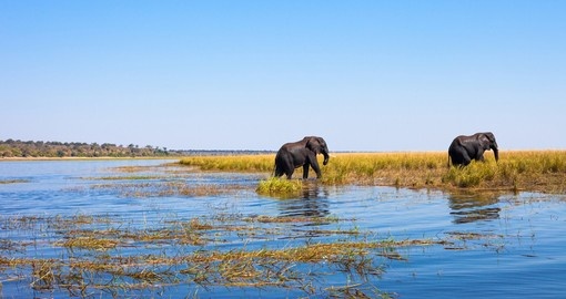Elephants walking out of the river Chobe
