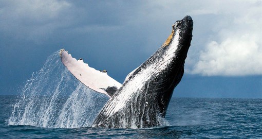 The marine ecosystem of the West Antarctic Peninsula hosts a large population of humpbacks
