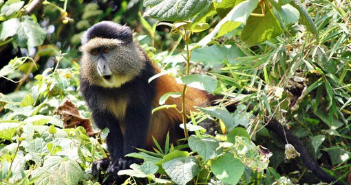 The Volcanoes Nation Park is home to the endangered Golden Monkey