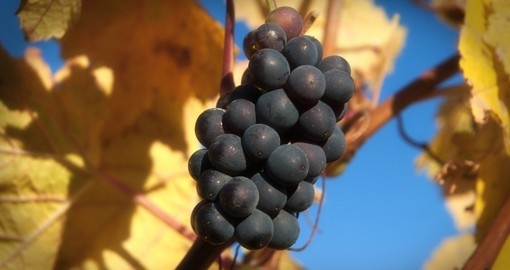 The region is ideal for growing grapes