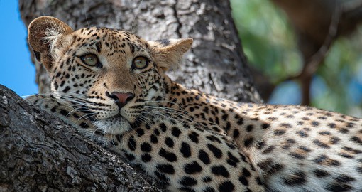 Admire the beauty and grace of leopards at Kruger National Park