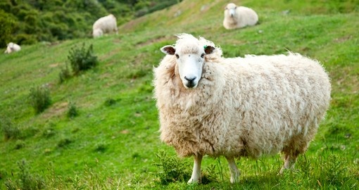 New Zealand is famous for sheep