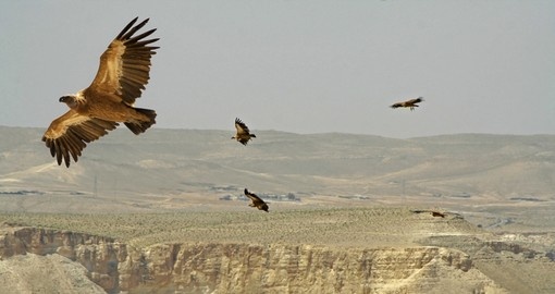 Vultures soaring over desert