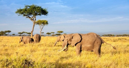 See herds of Elephants on your Kenyan Safari