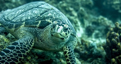 Hawksbill turtle eating seaweed