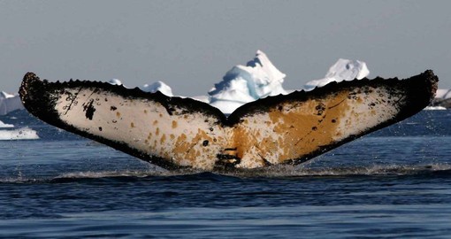 A humpback whale waving hello