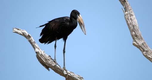 African Open Billed stork - a great photo opportunity on your Tanzania safari.