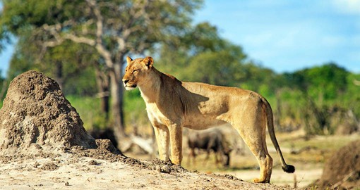 Hwange's lion population numbers around 500