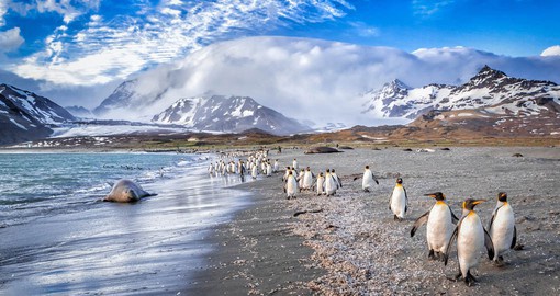 South Georgia is home to the largest colony of king penguins on this planet