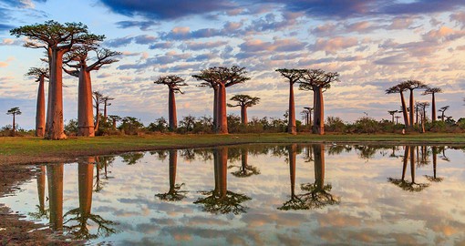 Madagascar's Baobabs can reach a height of 9 meters