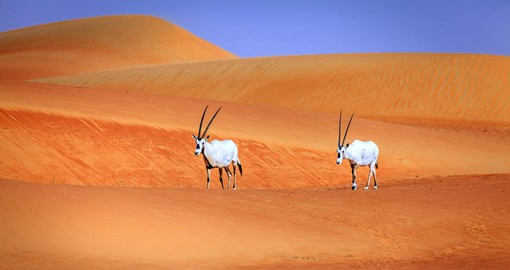 Visit the Al Qudra Desert, located less than an hour's drive from Dubai