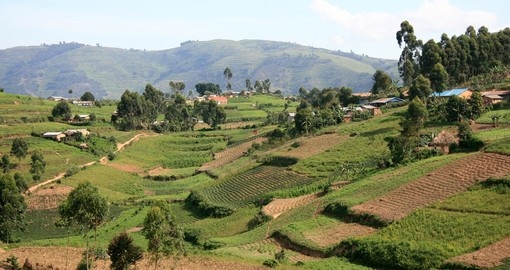 Rice fields in Kisoro district