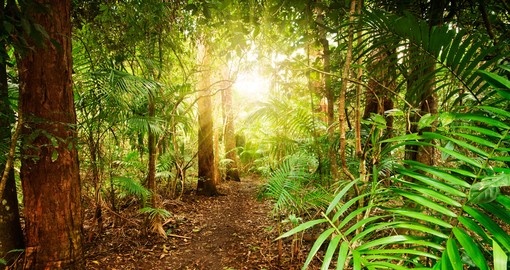 Wander around the lush Australian rainforests during your Australia Vacations.