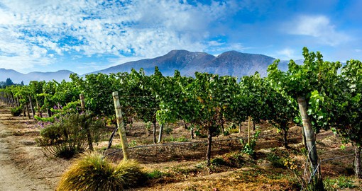 One of Chile's newer wine regions, the Casablanca Valley produces fine Chardonnay and Viognier