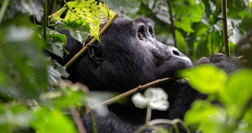 Mountain gorillas live in family groups of 8 to 10 members
