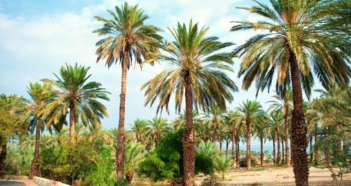 Date palm plantation near Dead Sea