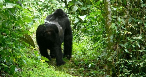 Mountain Gorilla in the Forest