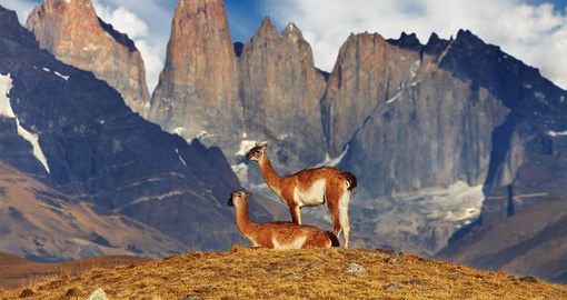 Spot local wildlife on your Chile Tour