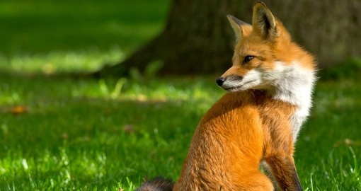 Stunning fox
