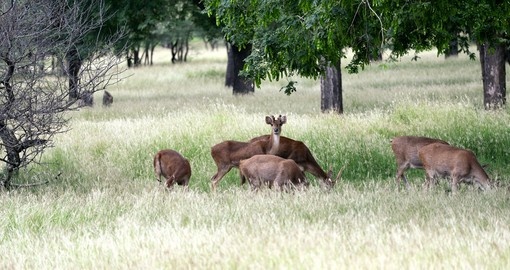 Deer herd in Casela park