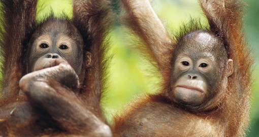 Experience Borneo's unique wildlife