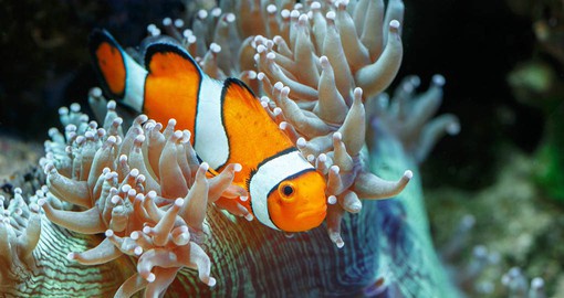 Discover the marine life along Australia's Great Barrier Reef