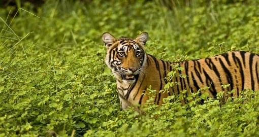 Tiger in green bushes of Ranthambhore is a great photo opportunity on India vacations.