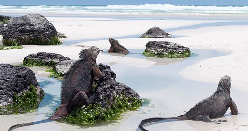 Visit with Marine Iguanas on your Ecuador vacation