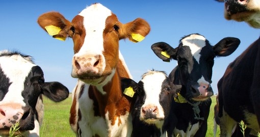 Visit Dairy Farms in Australia and New Zealand