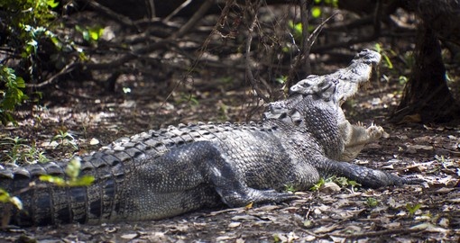 Meet this Large saltwater crocodile in Yellow water billabong during your next Australia tours.