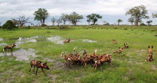 African wild dogs eating tsessebe