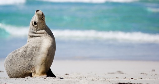 Take a walk or hang out at Seal Bay during your next Australia tours.
